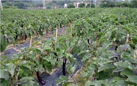 生态种植示范区